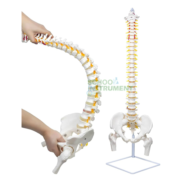 Human Small Spine Model with Fold-Out Guide